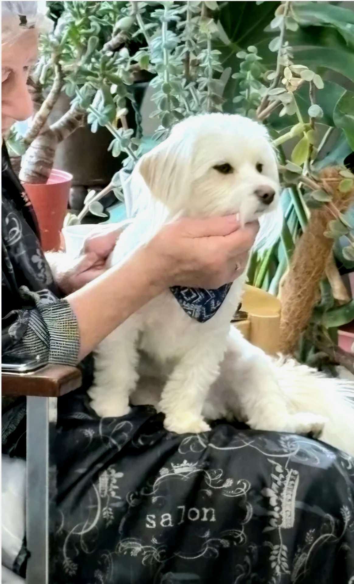 Gentle hands smoothing the mascot's fluffy white coat