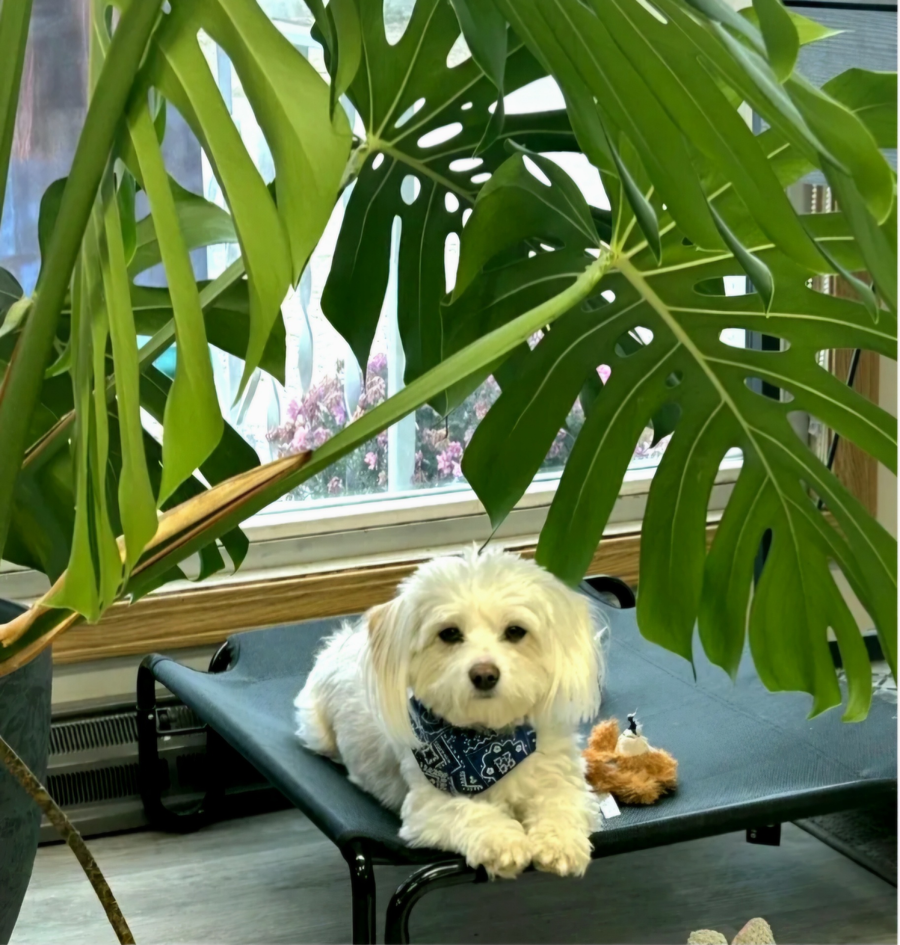 The studio mascot, a fluffy white dog resting under a giant monstera