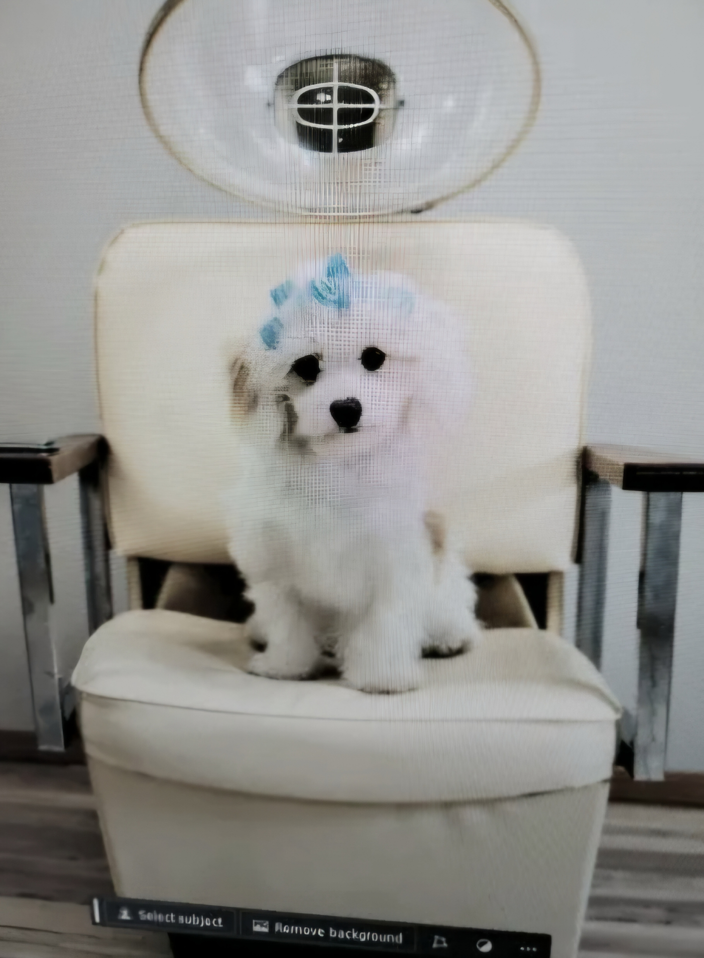The studio mascot perched on a salon chair under the dryer